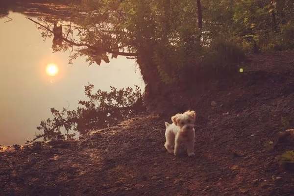 Carlisle Family Dog Park photo 2